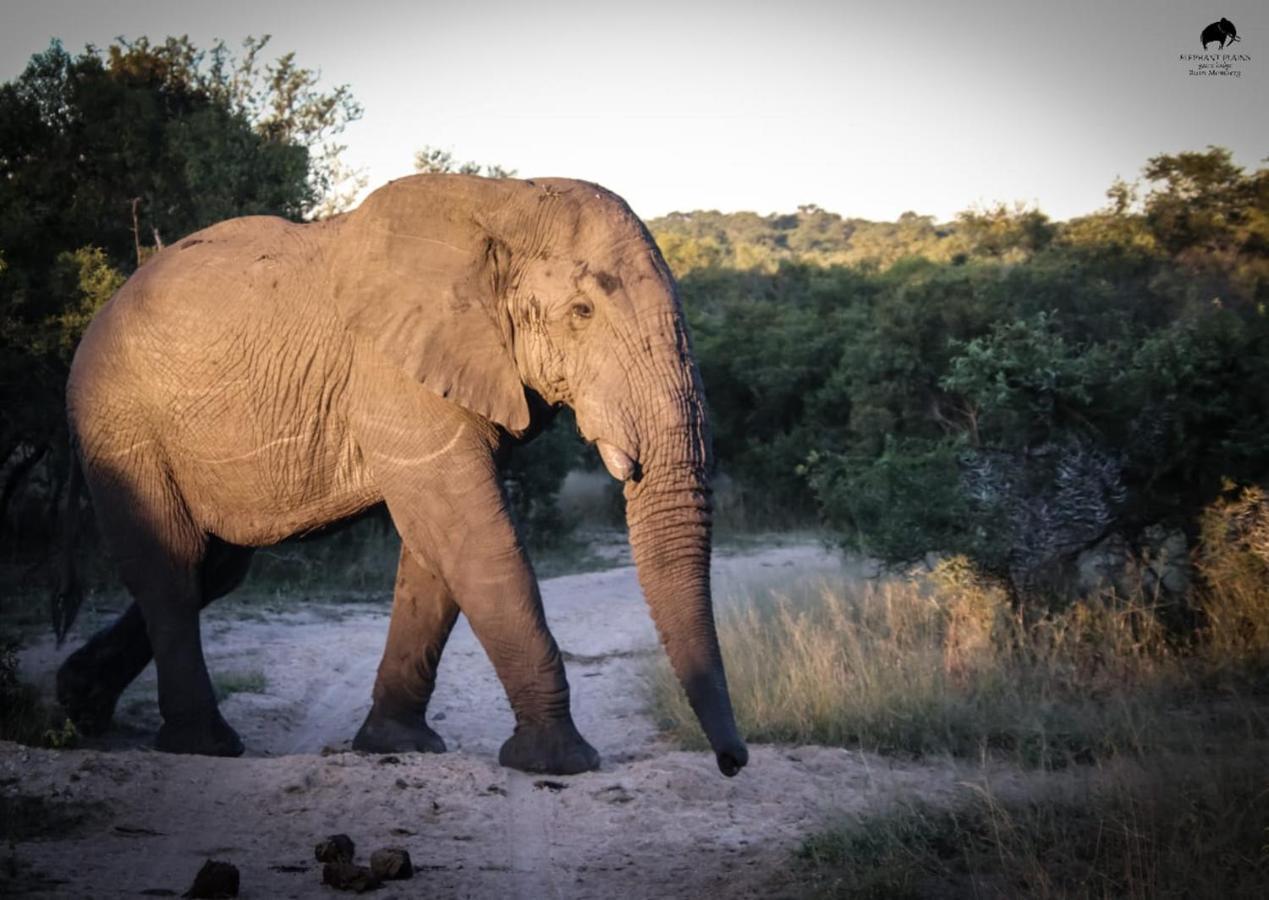 Elephant Plains Game Lodge Sabi-Sand-Reservat Exterior foto