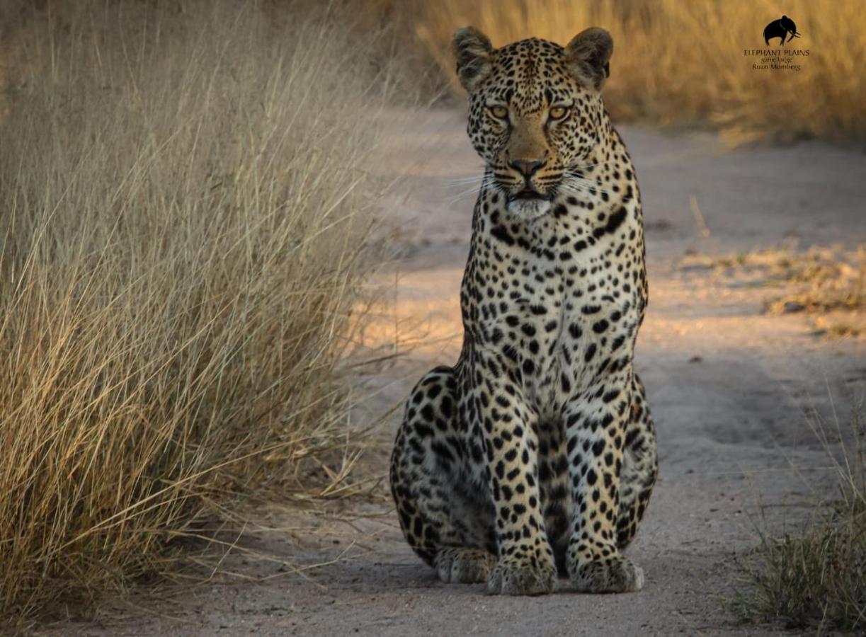 Elephant Plains Game Lodge Sabi-Sand-Reservat Exterior foto